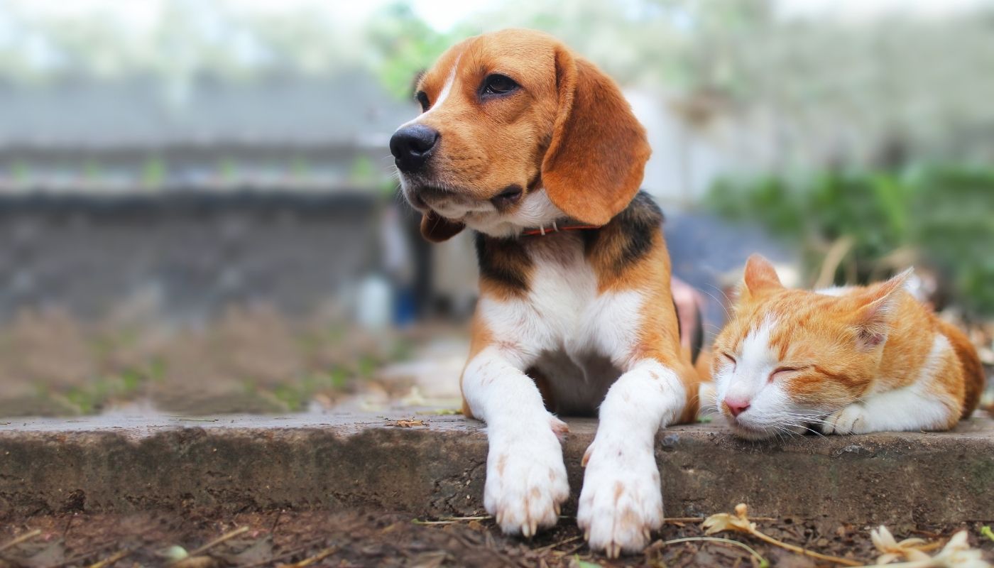 Bothell Pet Hospital provides exceptional vet care for dogs and cats