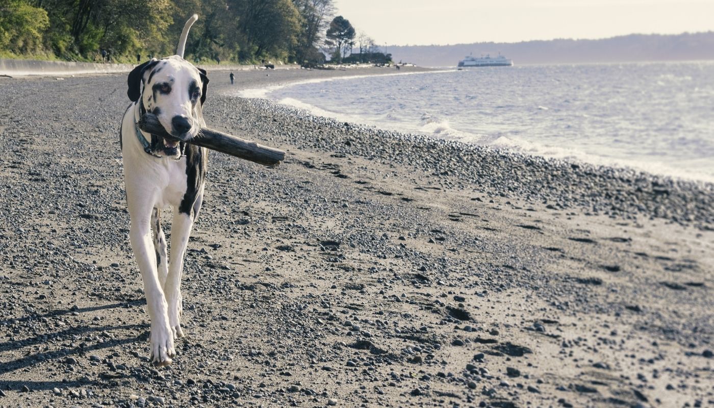 Bothell Pet Hospital provides exceptional dog vet care