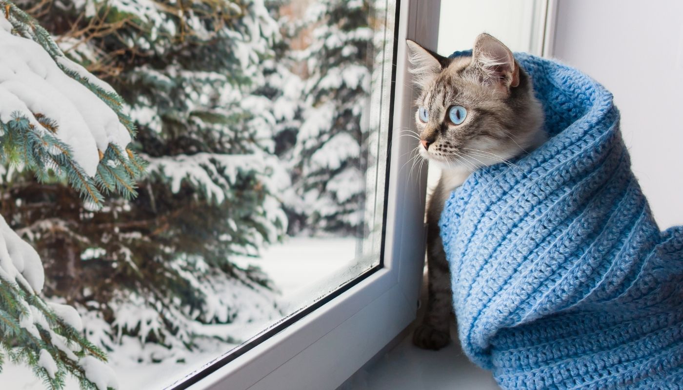 Bothell Pet Hospital provides exceptional cat vet care