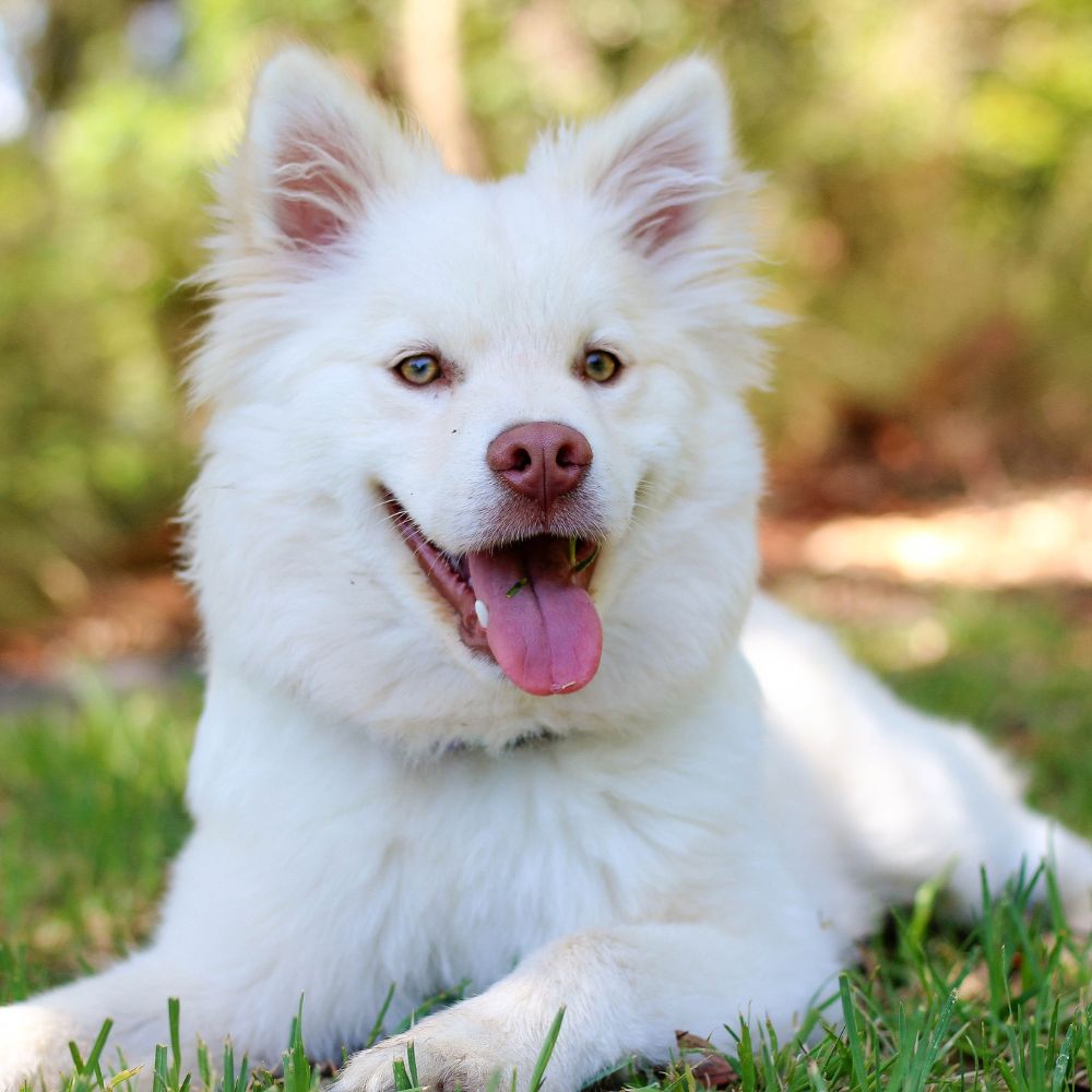 Asher, Client Care Coordinator, Bothell Pet Hospital