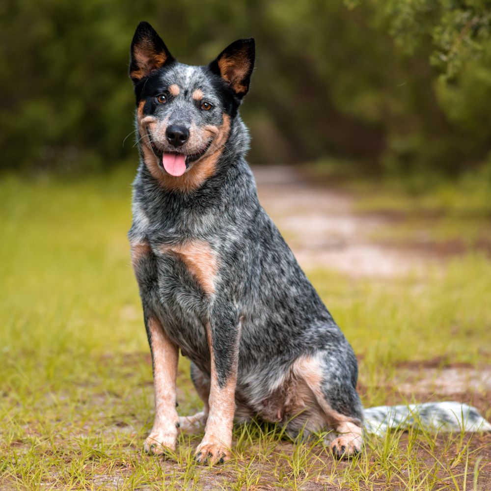 Jonathan, Veterinary Assistant, Bothell Pet Hospital