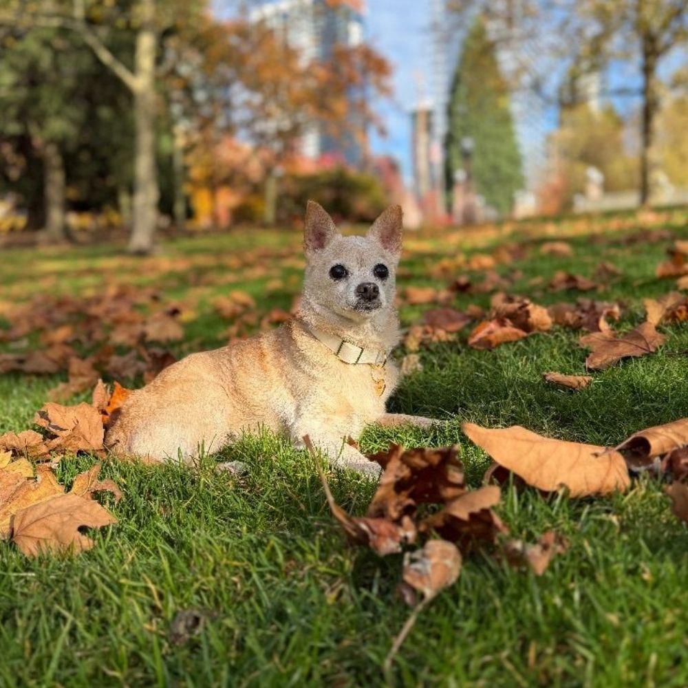 Kristina, Client Care Coordinator, Bothell Pet Hospital