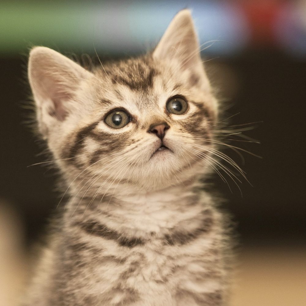 Chloe, Veterinary Assistant at Bothell Pet Hospital