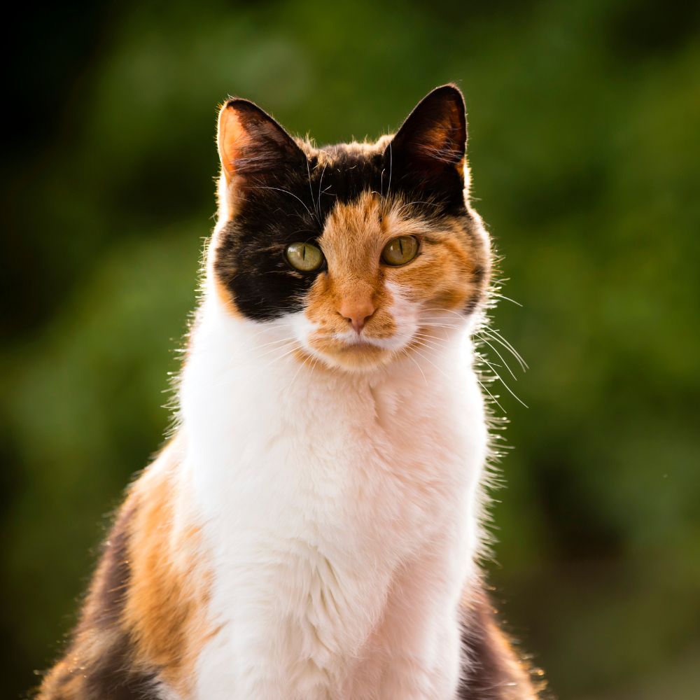 Felicia, Licensed Veterinary Technician at Bothell Pet Hospital