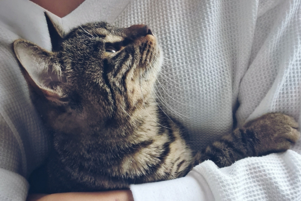 A domestic shorthair cat in the arms of a human wearing a white shirt